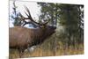 Elk-null-Mounted Photographic Print