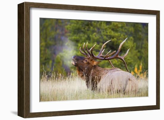 Elk-null-Framed Photographic Print