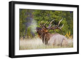 Elk-null-Framed Photographic Print