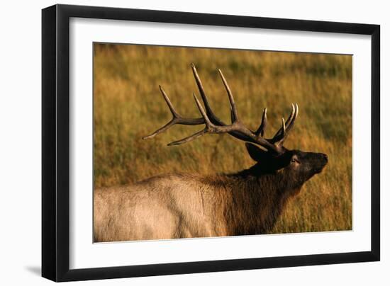 Elk-null-Framed Photographic Print