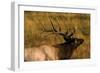 Elk-null-Framed Photographic Print