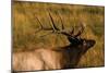 Elk-null-Mounted Photographic Print