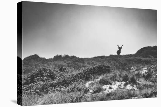 Elk-Pixie Pics-Stretched Canvas