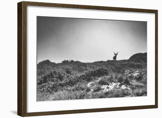 Elk-Pixie Pics-Framed Photographic Print