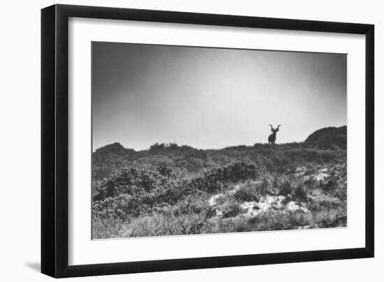 Elk-Pixie Pics-Framed Photographic Print