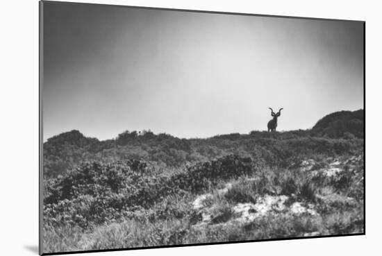 Elk-Pixie Pics-Mounted Photographic Print
