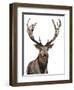 Elk-Elizabeth Medley-Framed Art Print