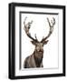 Elk-Elizabeth Medley-Framed Art Print