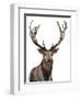 Elk-Elizabeth Medley-Framed Art Print