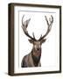 Elk-Elizabeth Medley-Framed Art Print