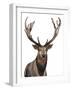 Elk-Elizabeth Medley-Framed Art Print