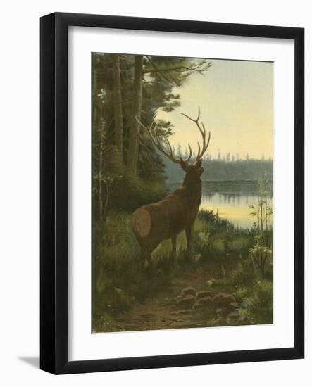 Elk-Oliver Kemp-Framed Art Print