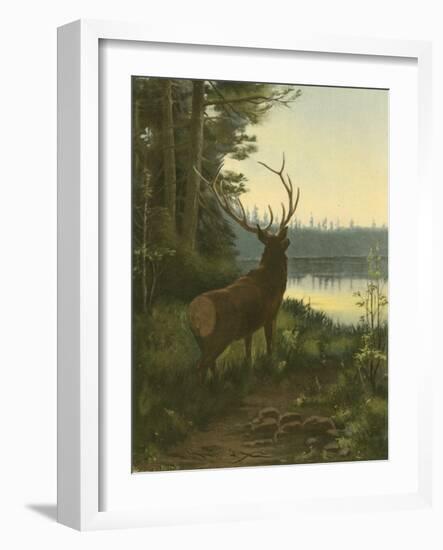 Elk-Oliver Kemp-Framed Art Print