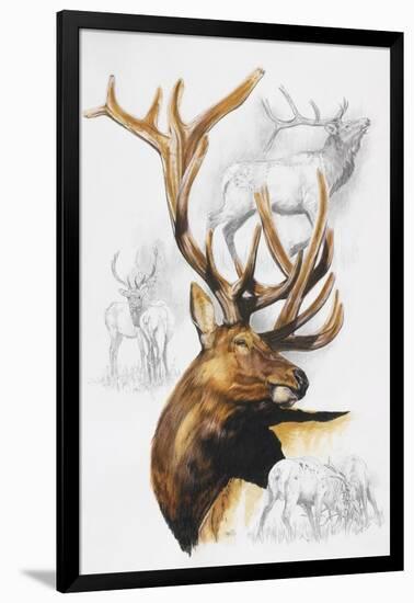 Elk-Barbara Keith-Framed Giclee Print