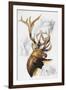 Elk-Barbara Keith-Framed Giclee Print