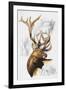 Elk-Barbara Keith-Framed Giclee Print