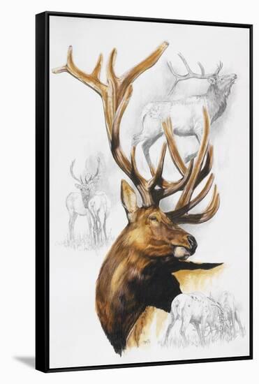 Elk-Barbara Keith-Framed Stretched Canvas