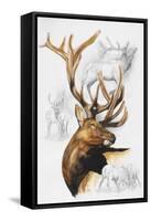 Elk-Barbara Keith-Framed Stretched Canvas
