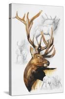 Elk-Barbara Keith-Stretched Canvas