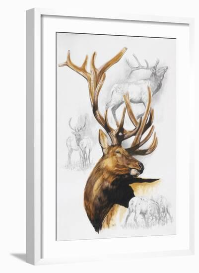 Elk-Barbara Keith-Framed Giclee Print