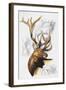 Elk-Barbara Keith-Framed Giclee Print