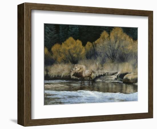 Elk-Rusty Frentner-Framed Giclee Print