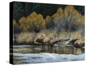 Elk-Rusty Frentner-Stretched Canvas