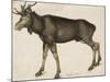 Elk-Albrecht Dürer-Mounted Art Print