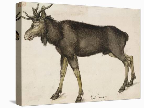 Elk-Albrecht Dürer-Stretched Canvas