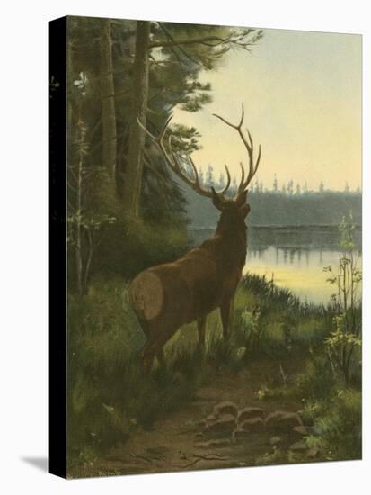 Elk-Oliver Kemp-Stretched Canvas