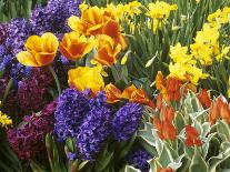 Mixed Flowering Bulbs: Tulips, Narcissi, Hyacinths-Elke Borkowski-Photographic Print