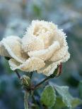 White Rose with Ice Crystals-Elke Borkowski-Photographic Print