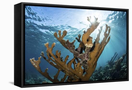 Elkhorn Coral Grows on a Healthy Reef in the Caribbean Sea-Stocktrek Images-Framed Stretched Canvas