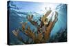 Elkhorn Coral Grows on a Healthy Reef in the Caribbean Sea-Stocktrek Images-Stretched Canvas