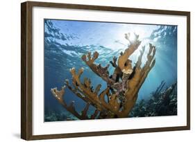 Elkhorn Coral Grows on a Healthy Reef in the Caribbean Sea-Stocktrek Images-Framed Photographic Print