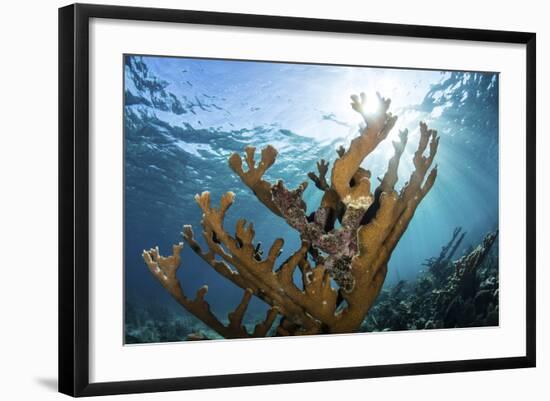 Elkhorn Coral Grows on a Healthy Reef in the Caribbean Sea-Stocktrek Images-Framed Photographic Print