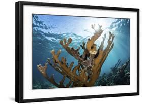 Elkhorn Coral Grows on a Healthy Reef in the Caribbean Sea-Stocktrek Images-Framed Photographic Print