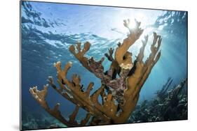 Elkhorn Coral Grows on a Healthy Reef in the Caribbean Sea-Stocktrek Images-Mounted Photographic Print