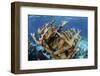 Elkhorn Coral Grows on a Healthy Reef in the Caribbean Sea-Stocktrek Images-Framed Photographic Print