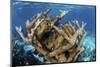 Elkhorn Coral Grows on a Healthy Reef in the Caribbean Sea-Stocktrek Images-Mounted Photographic Print