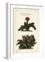 Elkhorn Plant, Rhombophyllum Dolabriforme (Hatchet-Leaved Fig Marigold, Mesembryanthemum Dolabrifor-The Younger Dupin-Framed Giclee Print