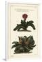 Elkhorn Plant, Rhombophyllum Dolabriforme (Hatchet-Leaved Fig Marigold, Mesembryanthemum Dolabrifor-The Younger Dupin-Framed Giclee Print