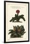 Elkhorn Plant, Rhombophyllum Dolabriforme (Hatchet-Leaved Fig Marigold, Mesembryanthemum Dolabrifor-The Younger Dupin-Framed Giclee Print