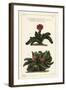 Elkhorn Plant, Rhombophyllum Dolabriforme (Hatchet-Leaved Fig Marigold, Mesembryanthemum Dolabrifor-The Younger Dupin-Framed Giclee Print