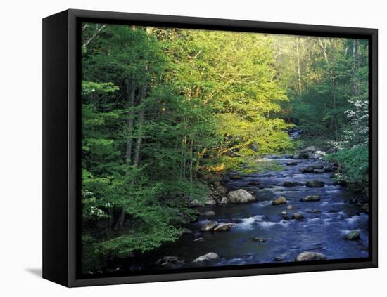 Elkmount Area, Great Smoky Mountains National Park, Tennessee, USA-Darrell Gulin-Framed Stretched Canvas