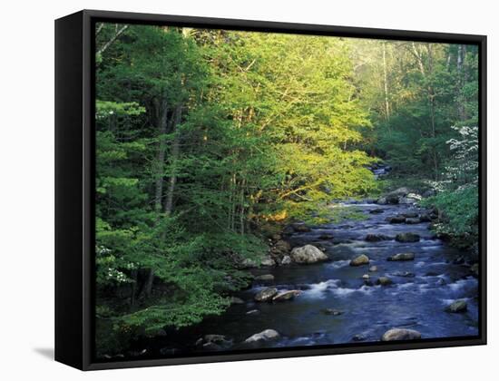 Elkmount Area, Great Smoky Mountains National Park, Tennessee, USA-Darrell Gulin-Framed Stretched Canvas