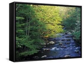 Elkmount Area, Great Smoky Mountains National Park, Tennessee, USA-Darrell Gulin-Framed Stretched Canvas