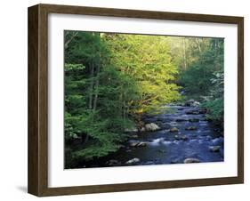 Elkmount Area, Great Smoky Mountains National Park, Tennessee, USA-Darrell Gulin-Framed Premium Photographic Print