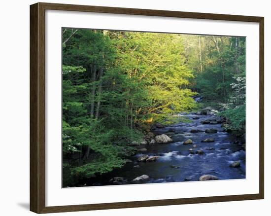 Elkmount Area, Great Smoky Mountains National Park, Tennessee, USA-Darrell Gulin-Framed Photographic Print