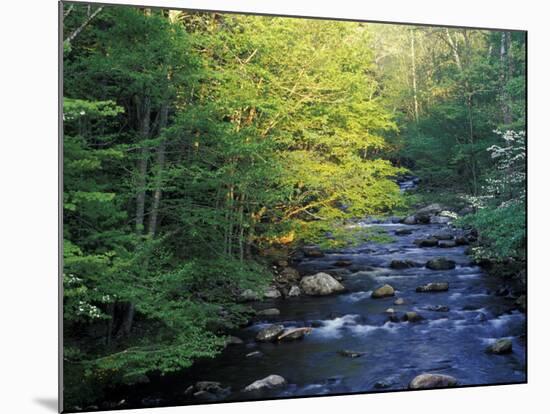 Elkmount Area, Great Smoky Mountains National Park, Tennessee, USA-Darrell Gulin-Mounted Photographic Print